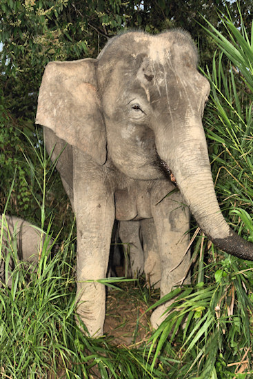 BorneoPigmyElephant_Sukau_0254 (79)_m.jpg